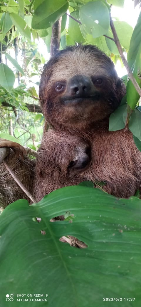 What kind of Sloth are you?