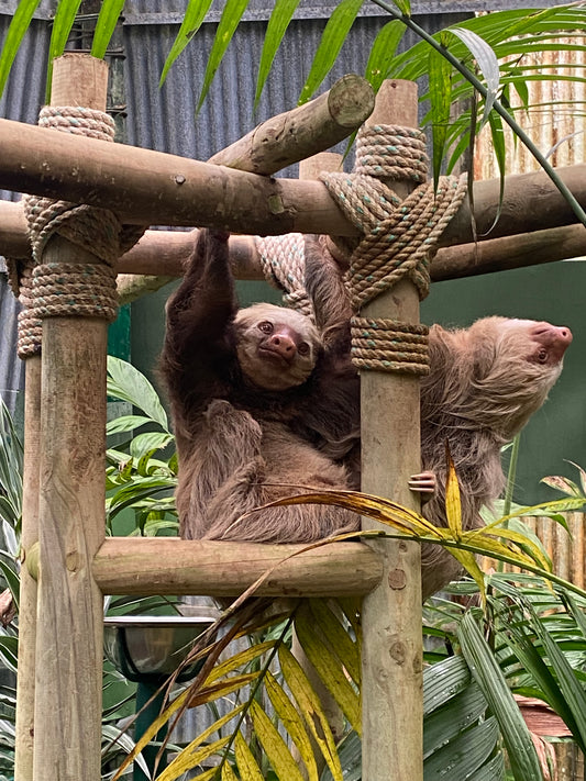 Monteverde, Costa Rica: A Journey into the Clouds